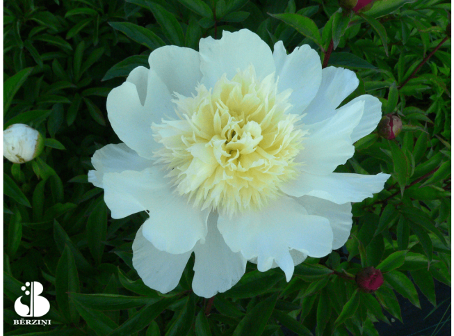 Paeonia lactiflora   'Charlie's White'